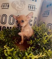 Chihuahua Puppies Photos