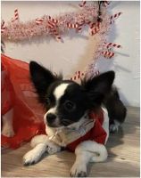 Chihuahua Puppies for sale in Granbury, TX, USA. price: NA