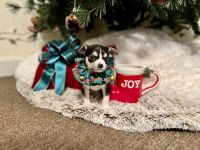 Chihuahua Puppies for sale in Houston, TX, USA. price: NA
