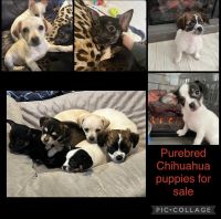 Chihuahua Puppies for sale in Massapequa, NY, USA. price: NA