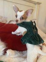 Chihuahua Puppies for sale in Raleigh, NC, USA. price: NA
