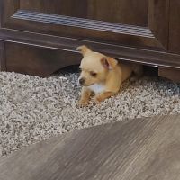Chihuahua Puppies for sale in Tucson, AZ, USA. price: NA