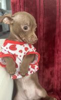 Chihuahua Puppies for sale in West Covina, CA, USA. price: NA