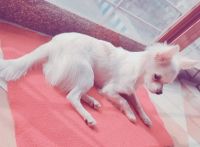 Chihuahua Puppies for sale in Pune, Maharashtra, India. price: NA