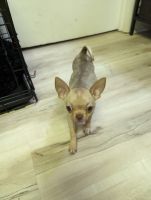 Chihuahua Puppies for sale in Palmerton, PA, USA. price: $600