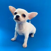 Chihuahua Puppies for sale in Miami Lakes, FL, USA. price: $2,000