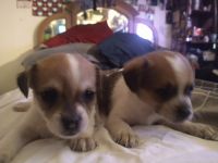 Chihuahua Puppies for sale in Chandler, AZ 85225, USA. price: $200