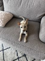 Chihuahua Puppies for sale in Corona, CA, USA. price: $100