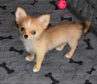 Chihuahua Puppies for sale in Kershaw, SC 29067, USA. price: $1,200
