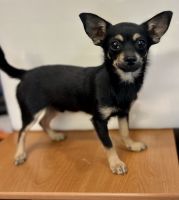 Chihuahua Puppies for sale in Greenwood, IN, USA. price: $500