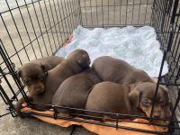Chihuahua Puppies for sale in Newberry, SC 29108, USA. price: $400