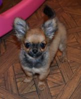 Chihuahua Puppies for sale in Kershaw, SC 29067, USA. price: $1,200