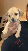 Chihuahua Puppies for sale in Fort Lauderdale, FL, USA. price: $400