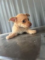 Chihuahua Puppies for sale in Clinton, NC 28328, USA. price: $200