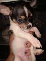 Chihuahua Puppies for sale in Dallas, TX, USA. price: $100