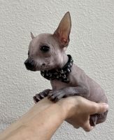 Chihuahua Puppies for sale in Dallas, TX, USA. price: $2,000