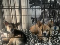 Chihuahua Puppies for sale in Gilbert, AZ, USA. price: $200