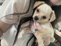 Chihuahua Puppies for sale in Gilbert, AZ, USA. price: $150