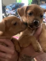 Chihuahua Puppies for sale in Ontario, CA, USA. price: $400