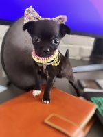 Chihuahua Puppies for sale in Dallas, TX, USA. price: $2,300