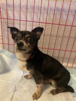 Chihuahua Puppies for sale in Indianapolis, IN, USA. price: $150