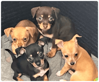 Chihuahua Puppies for sale in Miami, FL, USA. price: $300