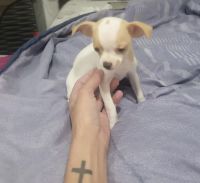 Chihuahua Puppies for sale in Miami, FL, USA. price: NA