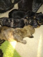 Chihuahua Puppies for sale in Scottsburg, IN 47170, USA. price: $500