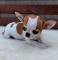 Chihuahua Puppies for sale in Canada Blvd, Toronto, ON M6K, Canada. price: $700