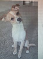 Chihuahua Puppies for sale in El Dorado, AR 71730, USA. price: $17,500
