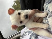 Chihuahua Puppies for sale in Miami, FL 33196, USA. price: $1,800