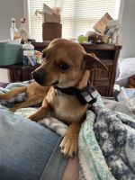 Chihuahua Puppies for sale in Raleigh, NC 27603, USA. price: $150