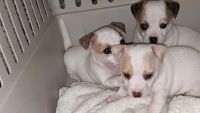 Chihuahua Puppies for sale in Sunnymead Ranch Pkwy, Moreno Valley, CA 92557, USA. price: NA