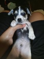 Chihuahua Puppies for sale in Dallas, TX, USA. price: $250