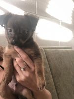 Chihuahua Puppies for sale in Honolulu, HI, USA. price: $1,500