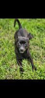 Chihuahua Puppies for sale in Kissimmee, FL 34746, USA. price: $100
