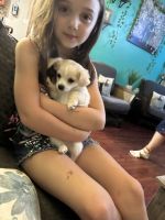 Chihuahua Puppies for sale in 2055 Forest Lake Dr, East Stroudsburg, PA 18302, USA. price: $350