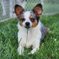 Chihuahua Puppies for sale in Montana City, MT, USA. price: $1,250