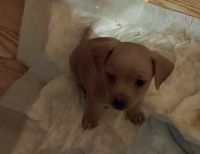 Chihuahua Puppies for sale in Gilmer, TX, USA. price: $150