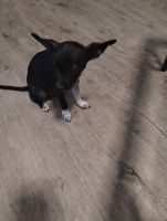 Chihuahua Puppies for sale in Cary, NC, USA. price: NA