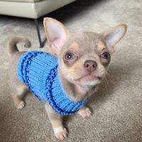 Chihuahua Puppies for sale in Corsicana Dr, Frisco, TX 75035, USA. price: $400