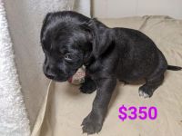 Chihuahua Puppies for sale in Peoria, AZ, USA. price: $200