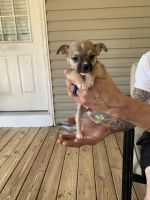 Chihuahua Puppies for sale in Lancaster, SC 29720, USA. price: $900