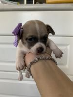 Chihuahua Puppies for sale in Indianapolis, IN, USA. price: $300