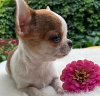 Chihuahua Puppies for sale in Colorado Springs, CO, USA. price: $500