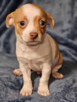 Chihuahua Puppies for sale in Haughton, LA 71037, USA. price: $550