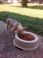 Chihuahua Puppies for sale in Shreveport, LA, USA. price: $450
