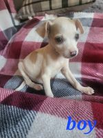 Chihuahua Puppies for sale in Opelika, AL, USA. price: $400