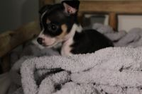 Chihuahua Puppies for sale in Lancaster, TX, USA. price: $300