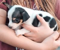 Chihuahua Puppies for sale in Willow Springs, MO 65793, USA. price: $650